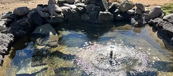 Tropical Vibes in the Pines