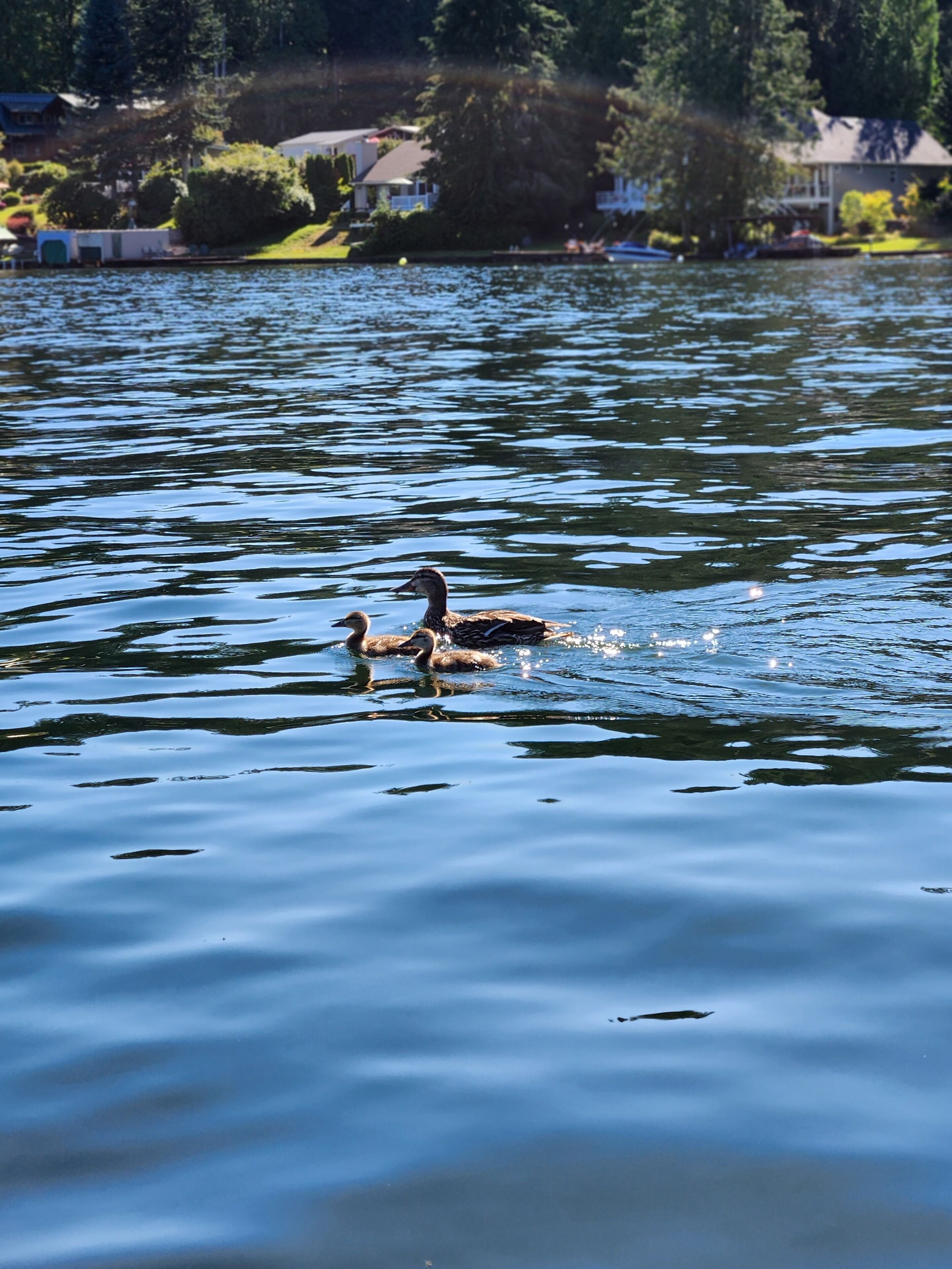 Your own lakefront retreat on beautiful and wooded Lake Roesiger in Snohomish.