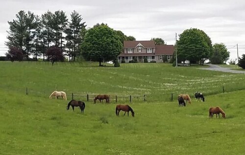 Galloping Getaway on the rolling hills of GemStone Stable
