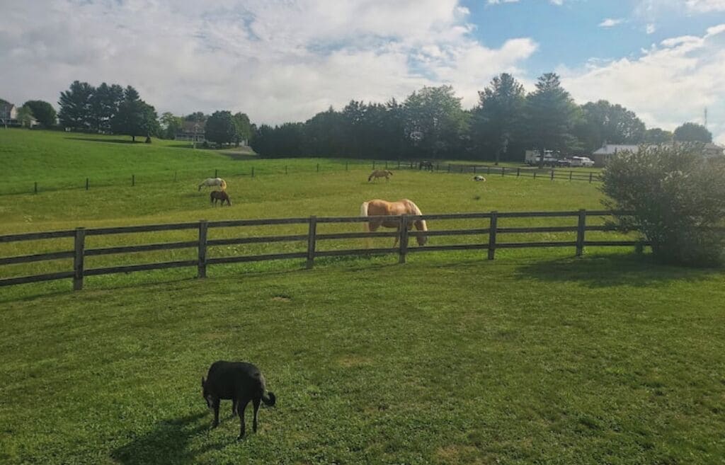 A grassy field with a wooden fence, a black dog, and several horses grazing.