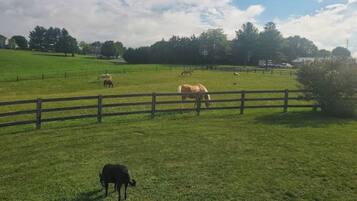 A grassy field with a wooden fence, a black dog, and several horses grazing.