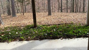 A covered porch with a view of a forested area. - Central Tellico Village Private Apartment, Experience peace & quiet, Non-smoking (Loudon)