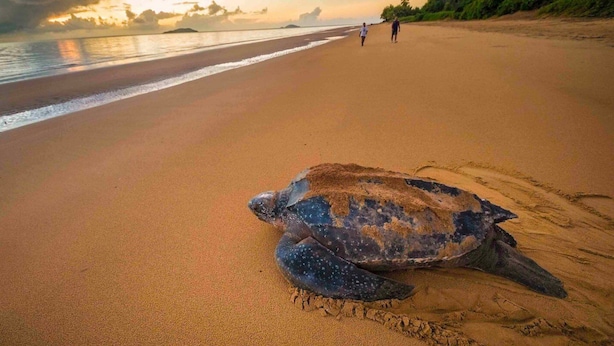 A turtle on a sandy beach with two people in the background. - Appartement Cayenne Chic Design Élégant (Cayenne)