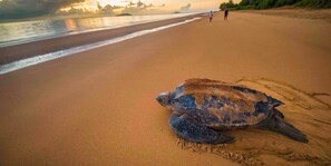 Una tortuga en una playa arenosa, con dos personas al fondo.