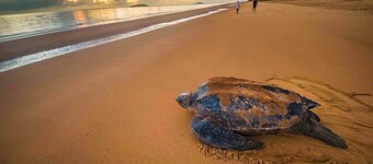 卡宴雅緻設計公寓