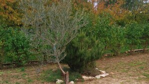 A small tree with a thick trunk and sparse branches, surrounded by a gravel path and scattered rocks. - Villa la Patachou à 2 pas du Village de Malaucène (Malaucène)