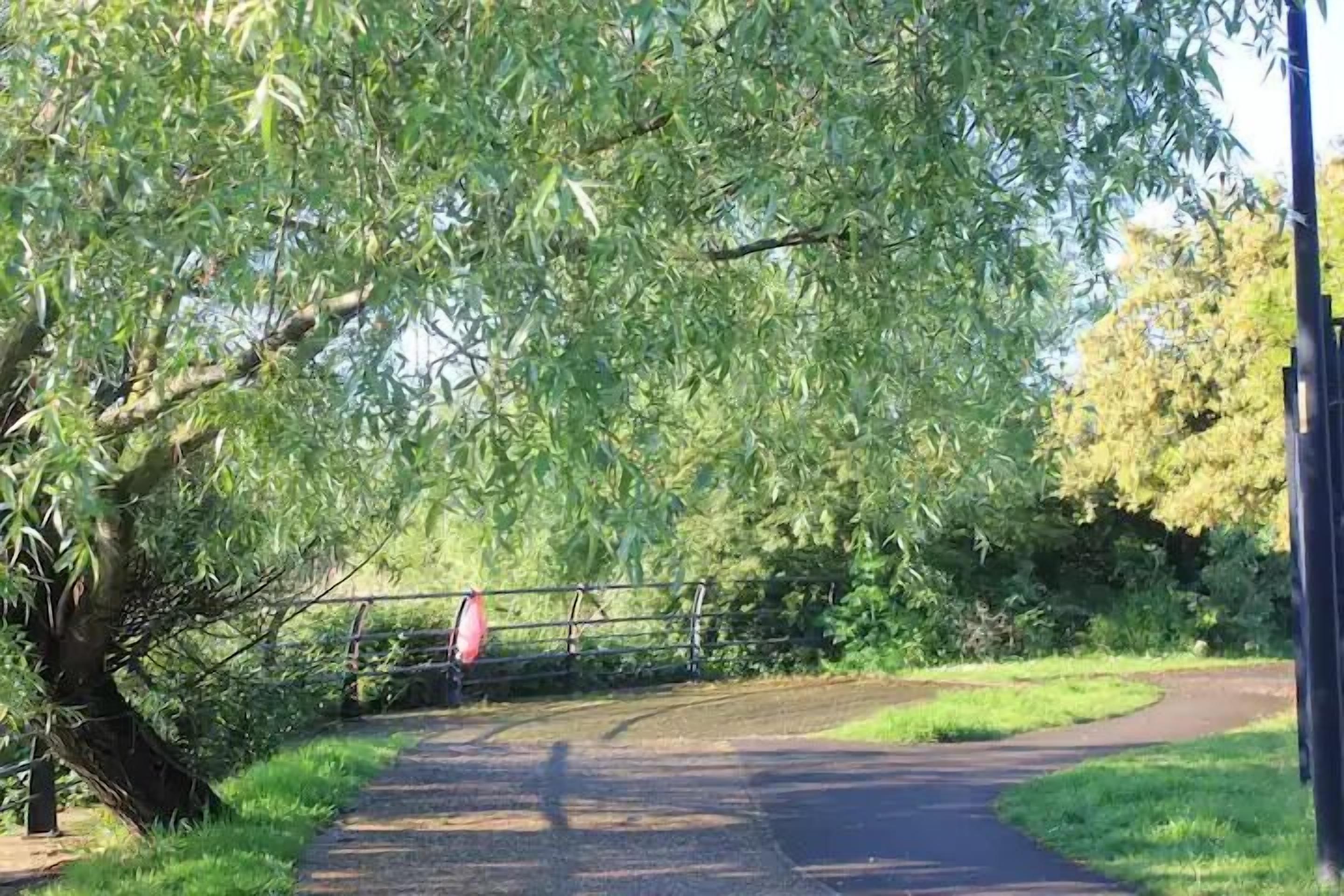 A paved pathway in a park with trees and a fence.