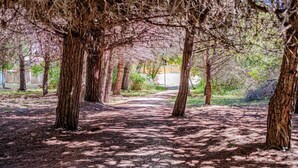 A pathway lined with trees in a park setting. - COSTA RICA BIBIONE Eco Resort (San Michele al Tagliamento)