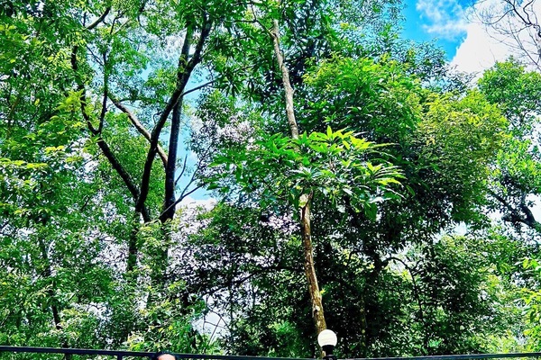 Terrace to do yoga & relax with nature