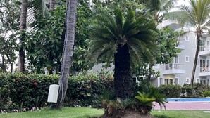 A dog lying on grass with a leash, surrounded by palm trees and a building with balconies. - Sol Caribe apartahotel Punta Cana  (Punta Cana)