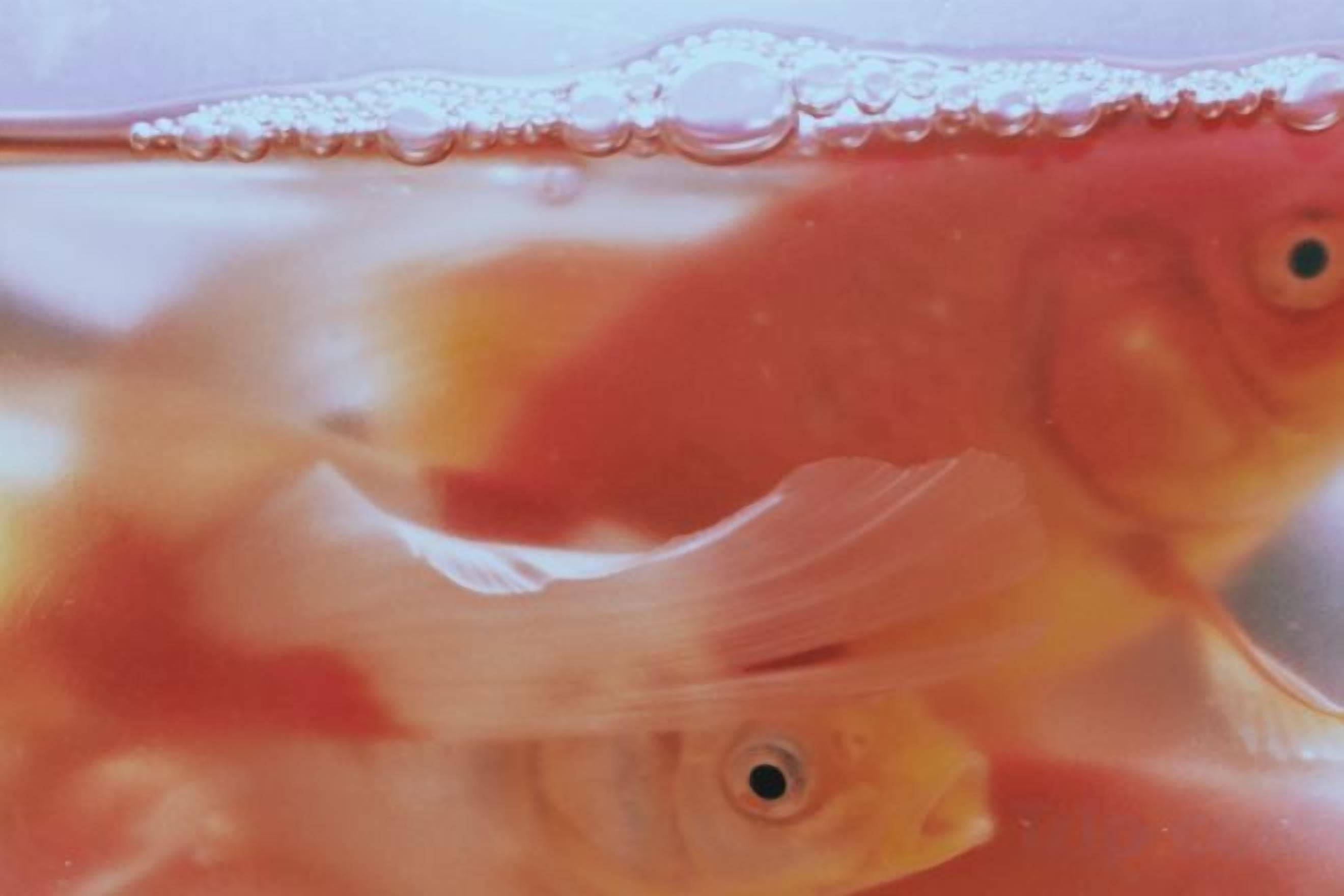 A fish tank with water and bubbles.