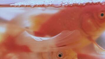 A fish tank with water and bubbles.