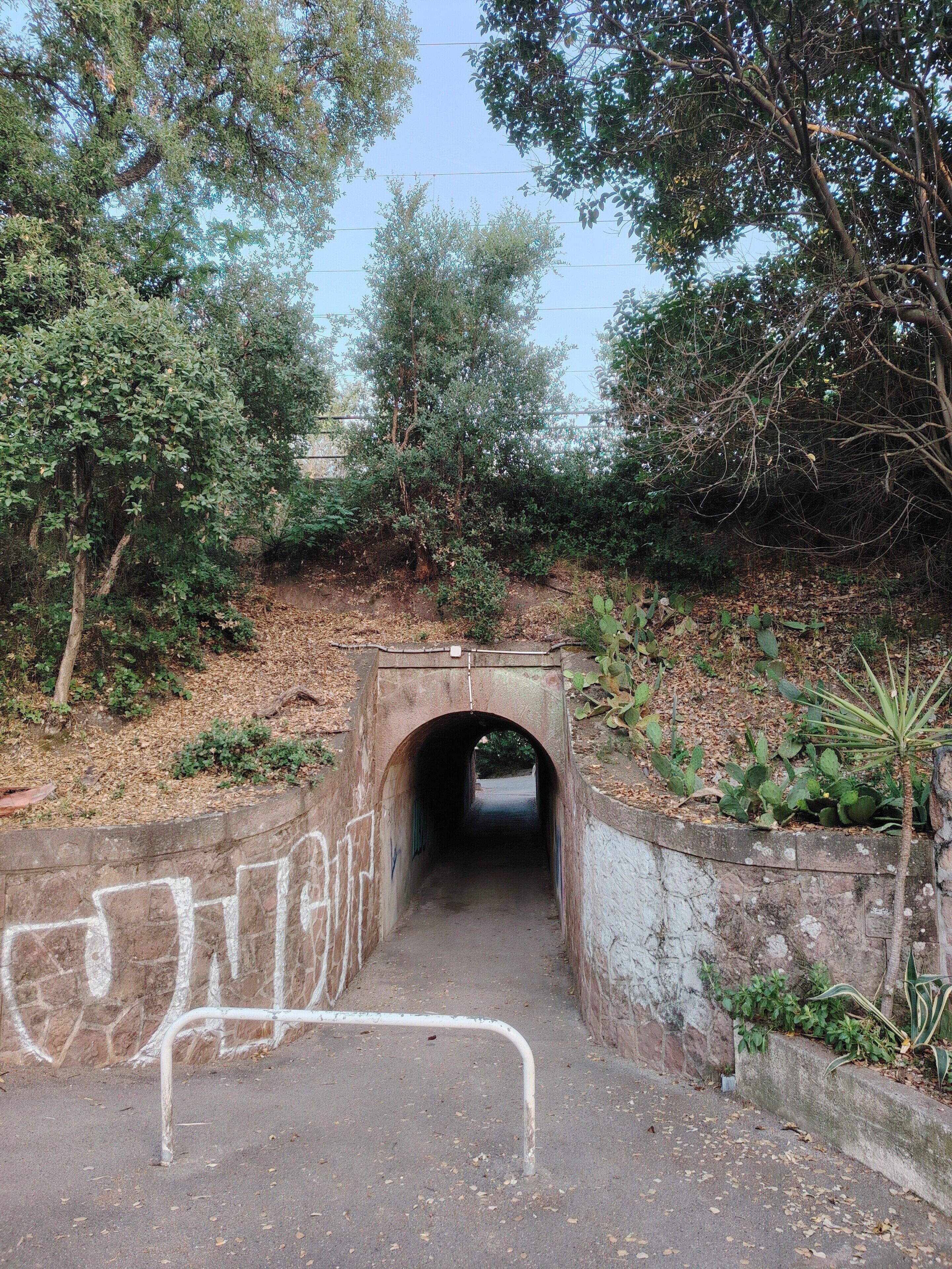 A tunnel with graffiti on the walls, surrounded by trees and vegetation.