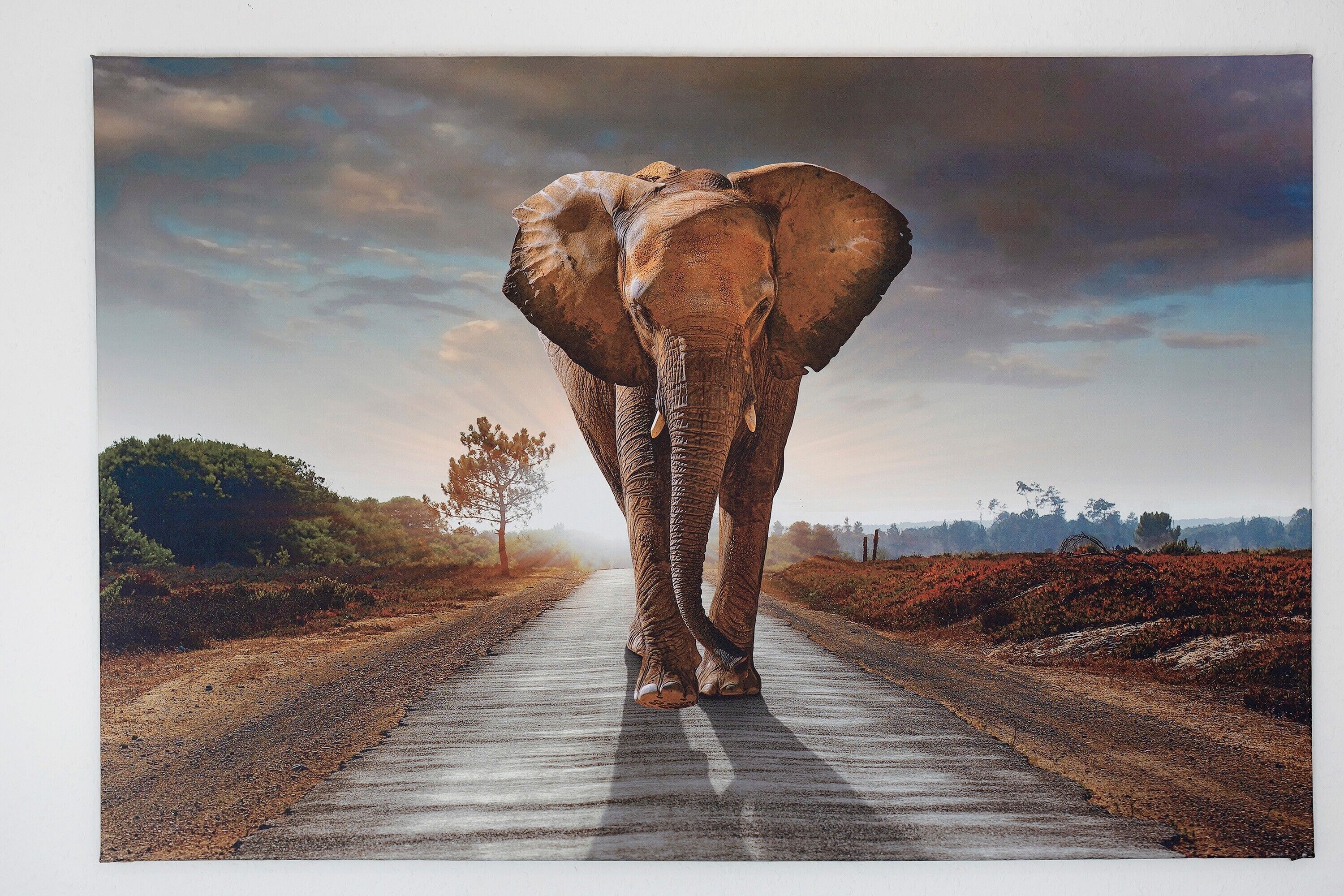 Ein Elefant geht auf einer Straße entlang, im Hintergrund ein bewölkter Himmel.