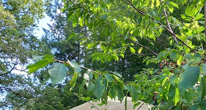 Yourte Contemporaine Dans Micro Ferme Bio