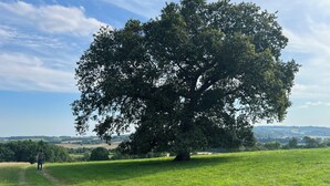 Ein großer Baum in einem grasbewachsen Feld unter blauem Himmel.