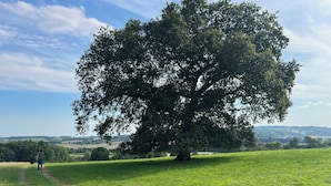 Ein großer Baum in einem grasbewachsen Feld unter blauem Himmel.