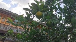 Property grounds - Jingxutang Hostel (Wuyuan)