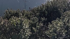 A coastal landscape with a beach, vegetation, and a clear sky. - Whimsical Wilderness: Wonderful Yurt Stay (Guerneville)