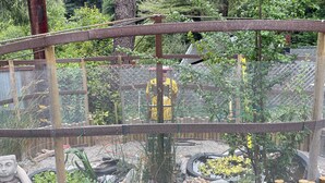 A garden area with a wooden fence, a wire mesh enclosure, and various plants. - Whimsical Wilderness: Wonderful Yurt Stay (Guerneville)