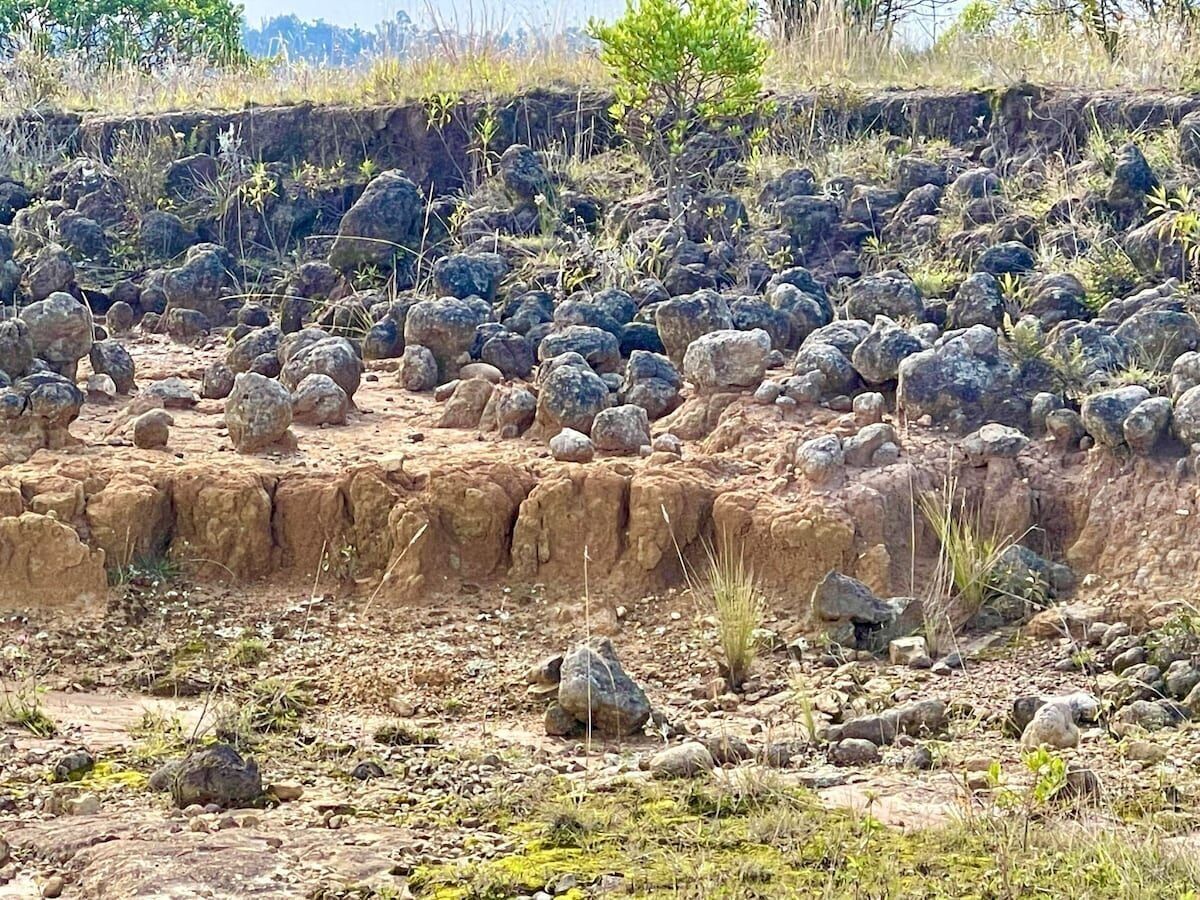A rocky terrain with sparse vegetation and a small tree.