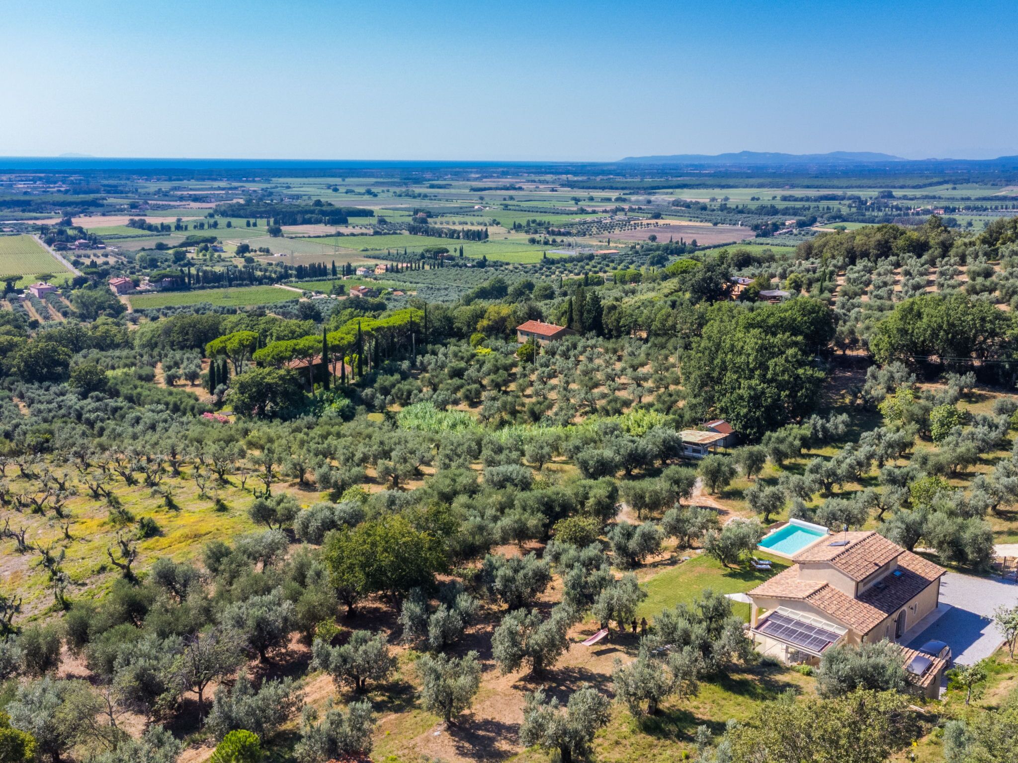 An olive grove with a house featuring a solar panel and a swimming pool.