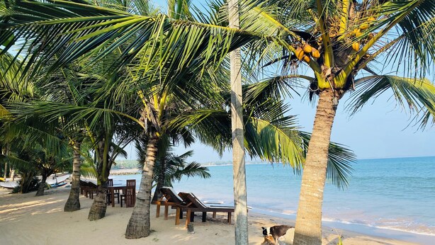 A beach with palm trees, lounge chairs, and a sandy shore. - Thaprobana Villa Tangalle Private Villa (Tangalle)