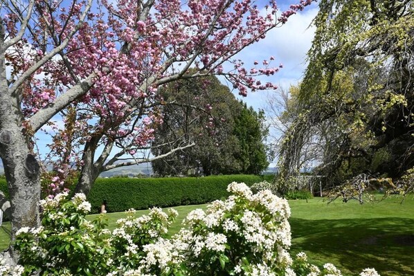 Un jardin avec des arbres en fleurs et une haie soigneusement taillée.