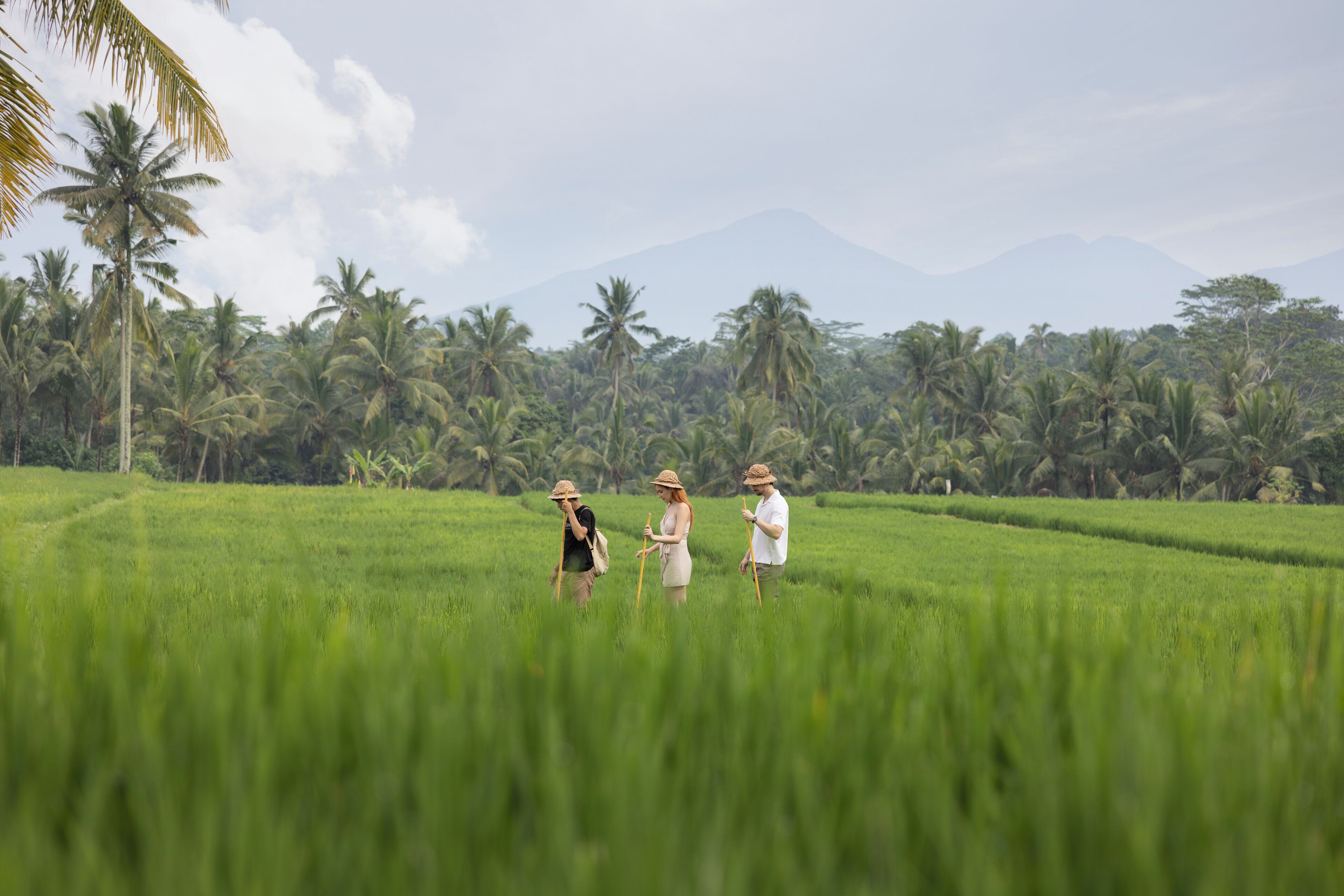 A lush green field with palm trees and a mountain in the background.