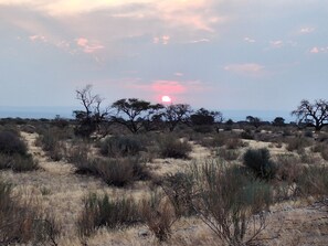 Un paysage désertique avec une végétation clairsemée et un coucher de soleil en arrière-plan.