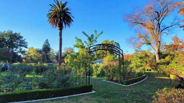 A well-maintained garden with a variety of plants and a prominent palm tree. - Chic Boho Bungalow in Land Park! (Sacramento)