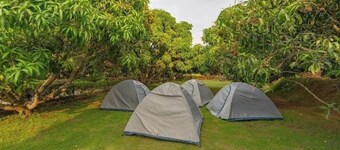 Q Mango Resort 