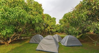 Q Mango Resort