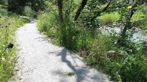 Un sendero de grava bordeado de vegetación densa y árboles.