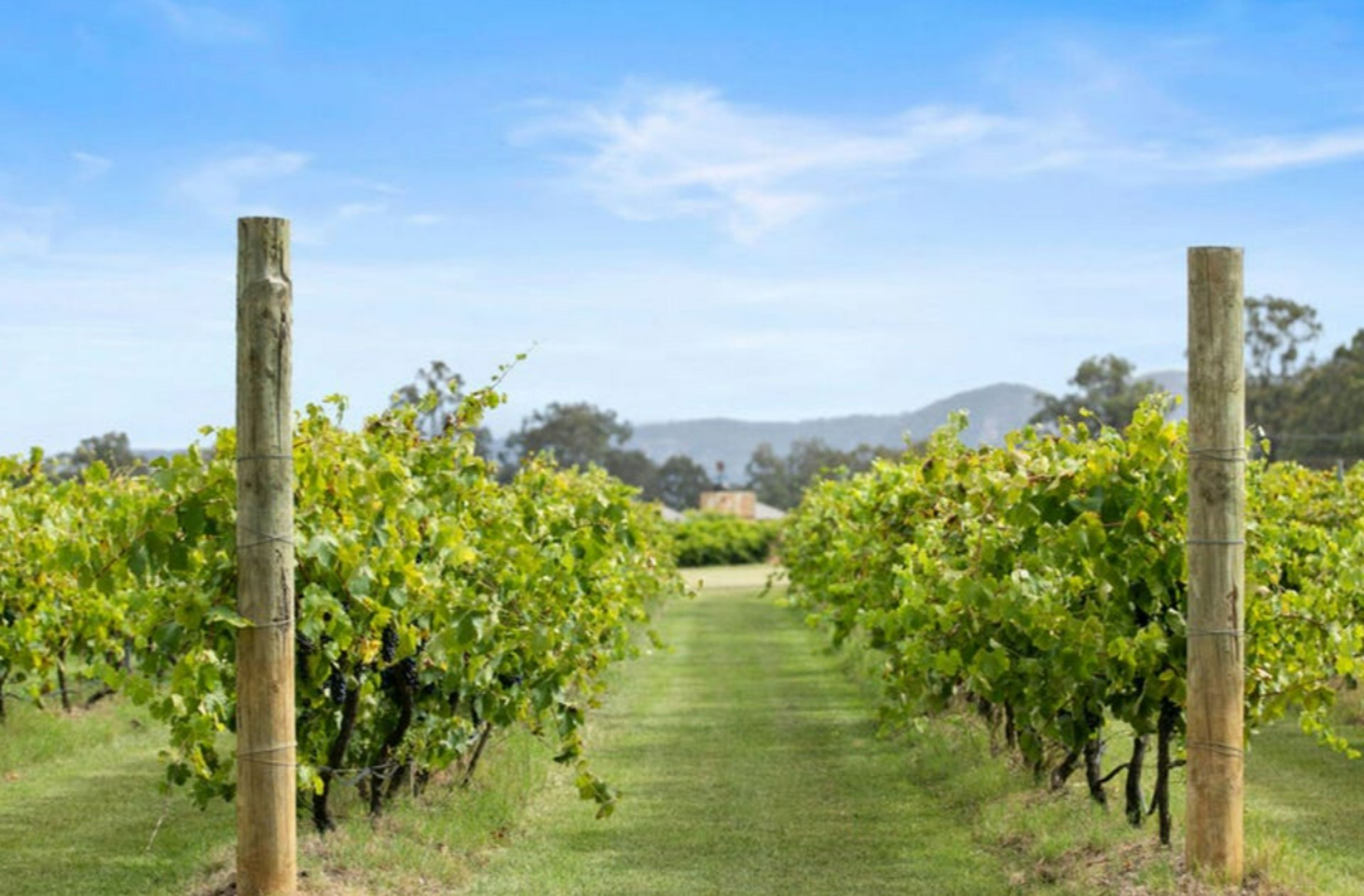 A vineyard with rows of grapevines and wooden posts, leading to a distant mountain range.