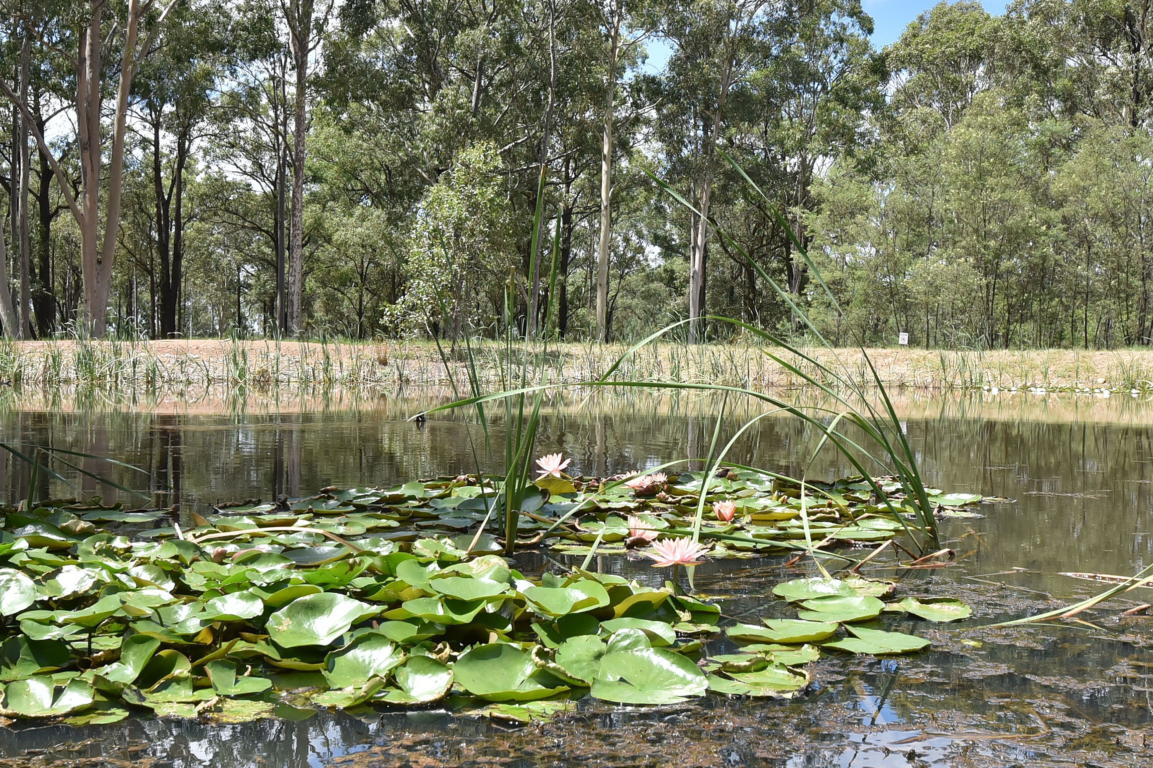 A natural landscape with a pond surrounded by trees and vegetation.