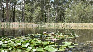 A natural landscape with a pond surrounded by trees and vegetation.