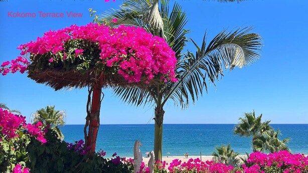 Blick auf die Kokomo Terrace mit blauem Himmel, einer Palme und leuchtend rosa Blumen.