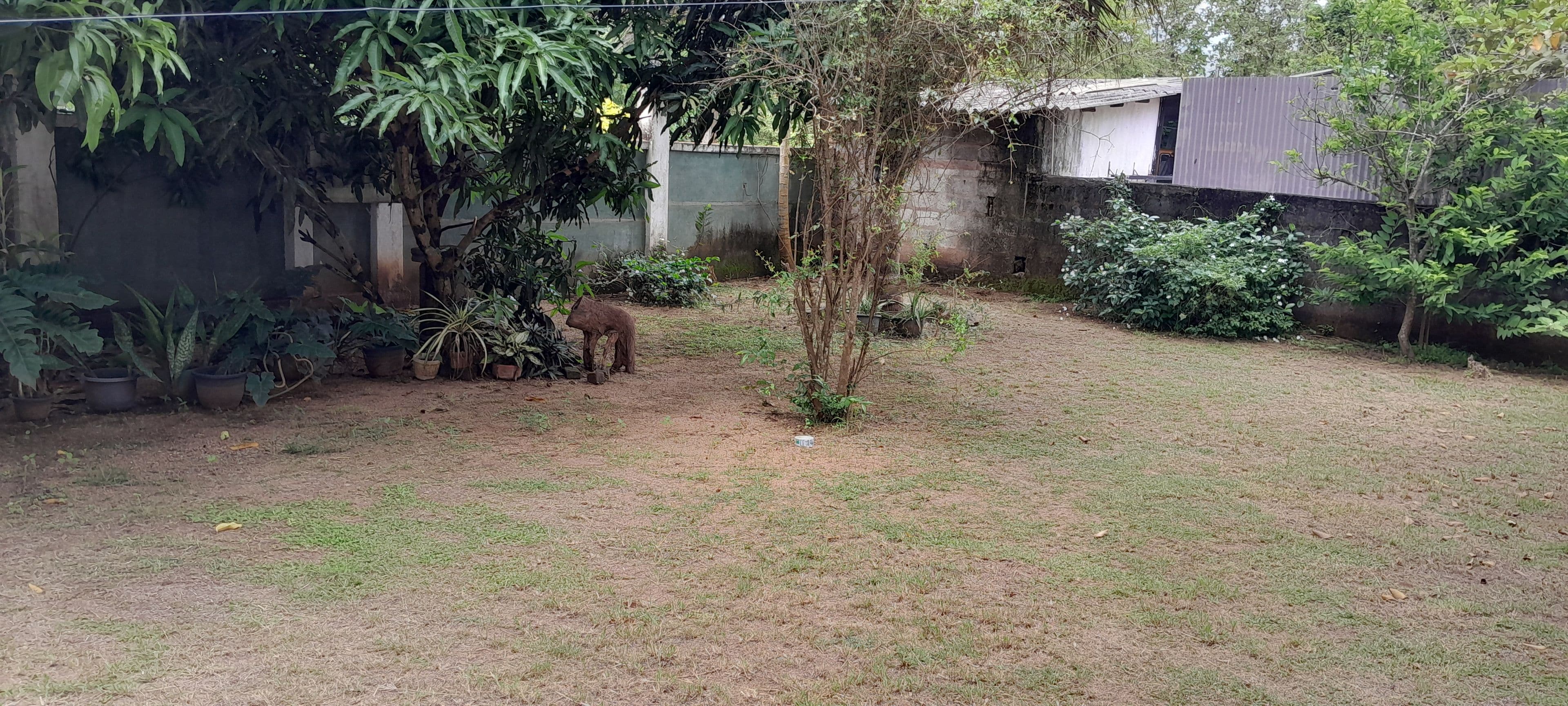 Un patio trasero con un árbol pequeño, plantas en macetas y una zona cubierta de césped.