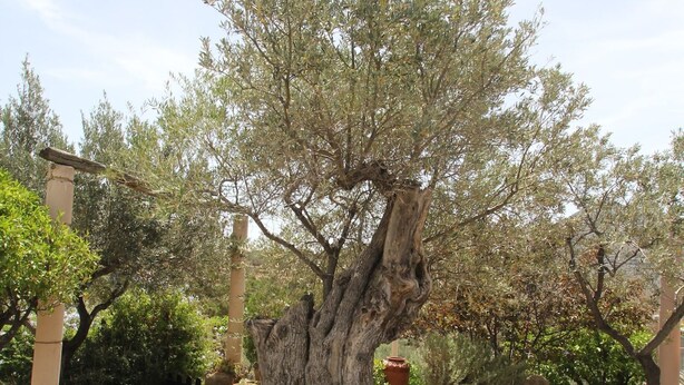 A tree with a thick trunk and sparse foliage in a stone courtyard with a stone wall and a pergola structure. - Olive House by Frangki (Aegina)