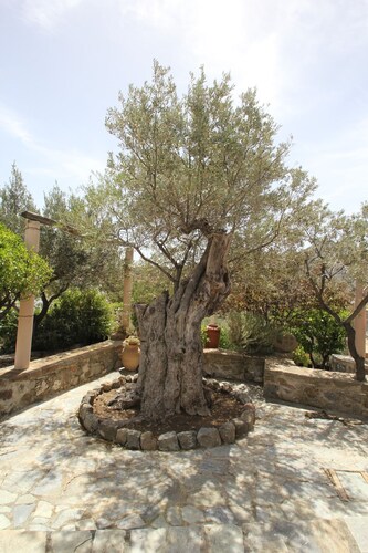 Olive House by Frangki