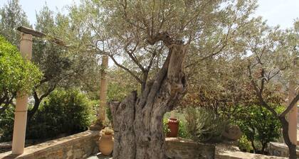 Olive House by Frangki