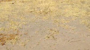 A group of elephants walking across a dry, grassy landscape with sparse trees in the background. - Kayubo Campsite (Kongola)
