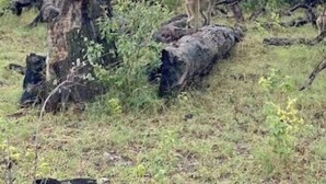 A natural outdoor setting with monkeys on a fallen tree branch. - Kayubo Campsite (Kongola)