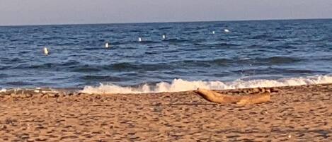 Playa