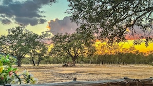 A rural landscape with trees, a fence, and a sunset.