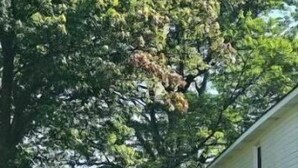 A residential driveway leading to a house with a lawn and trees. - Five W Ranch -Sugar Hill Farm location- Private, Five Minutes From Downtown!

 (Saint Marys)