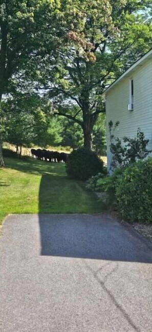 Property grounds - Five W Ranch -Sugar Hill Farm location- Private, Five Minutes From Downtown!
(Saint Marys)