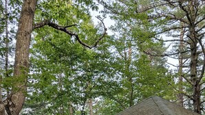 A small, single-story cabin with a gabled roof, white siding, and a front porch. - New Cabin for your Holiday_Cabin 12B (Bar Harbor)