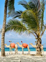 Três camelos com flores decorativas numa praia arenosa, com palmeiras e o oceano ao fundo.